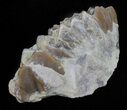 Oligocene Ruminant (Leptomeryx) Jaw Section #60974-2